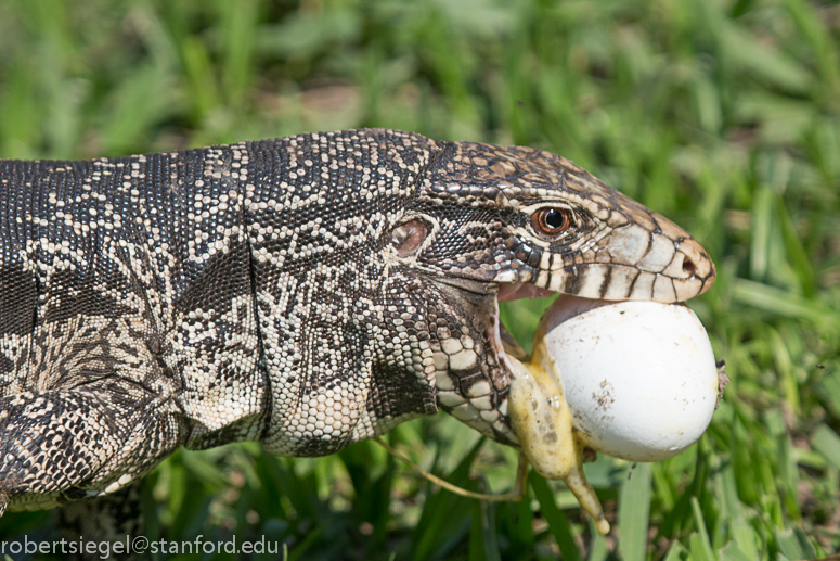 tegu